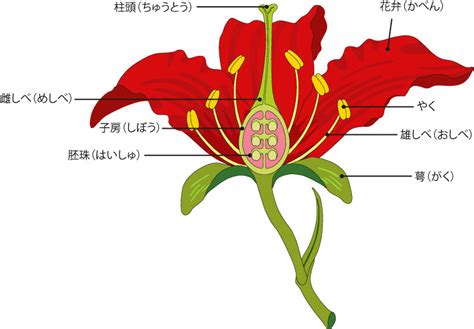 子房 成長|花のつくり